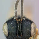 Image of Paracarotomus cephalotes Ashmead 1894