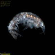 Image of Amphipoda