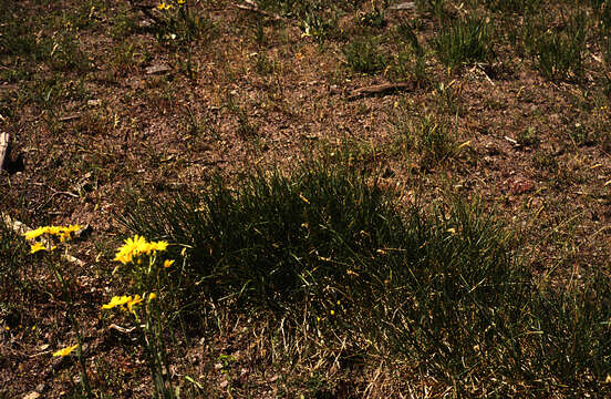 Image of Sesleria Scop.