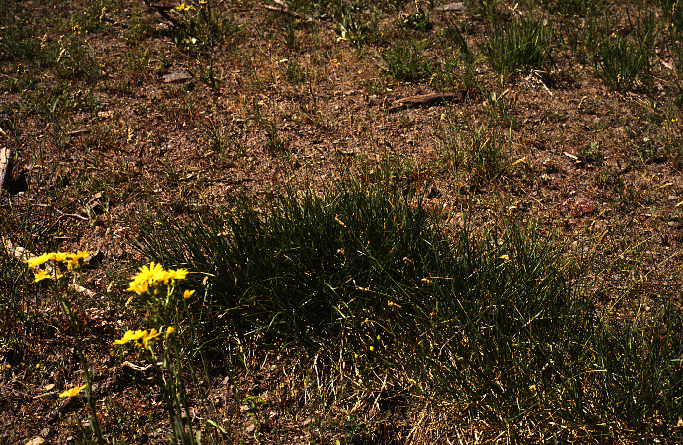 Imagem de Sesleria Scop.