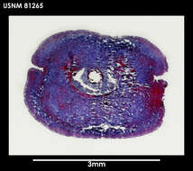 Image of Lineus longifissus