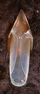 Image of arrow-finned squid