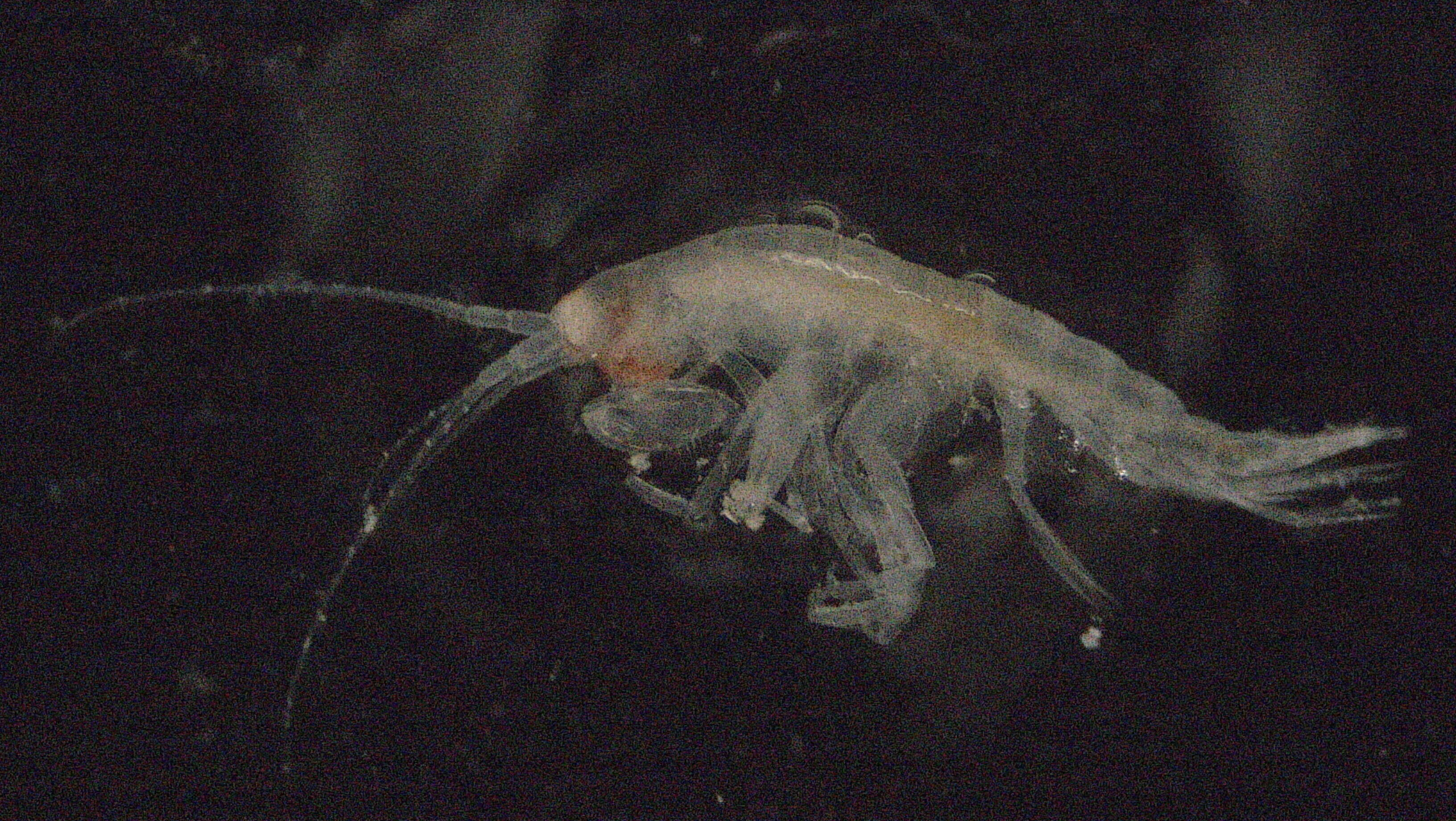 Image of Amphipoda