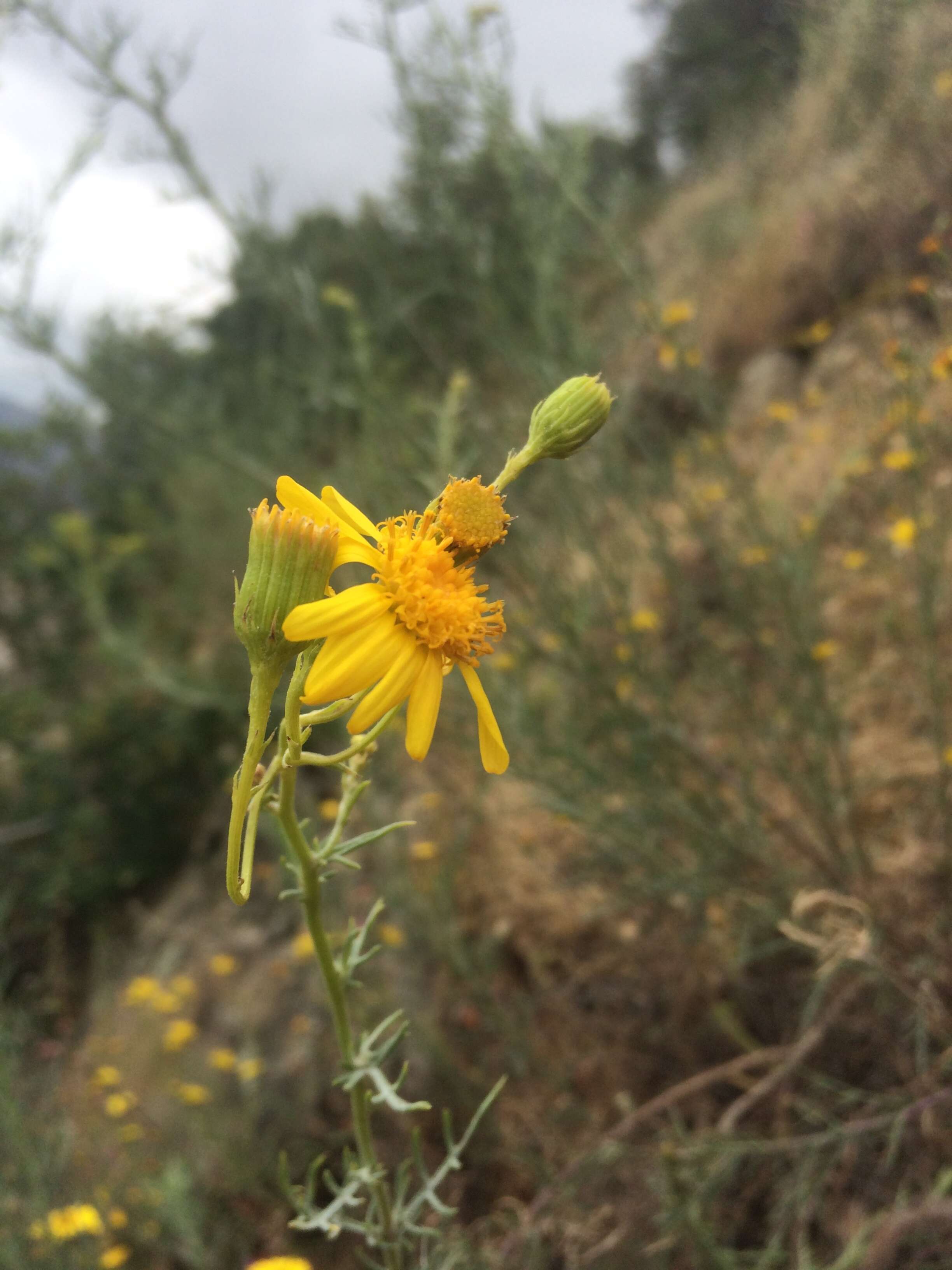 Image of Asteraceae