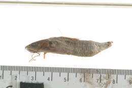 Image of Twospot catfish