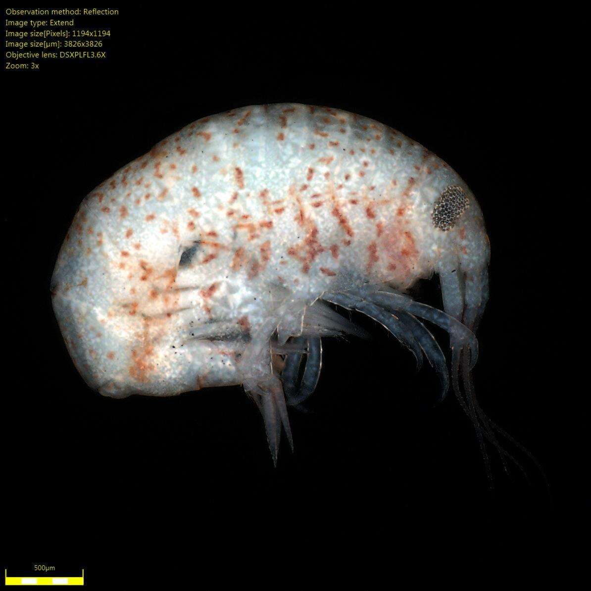 Image of Amphipoda