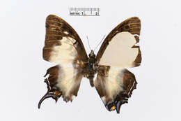 Image of Polyura dehaanii Westwood 1850