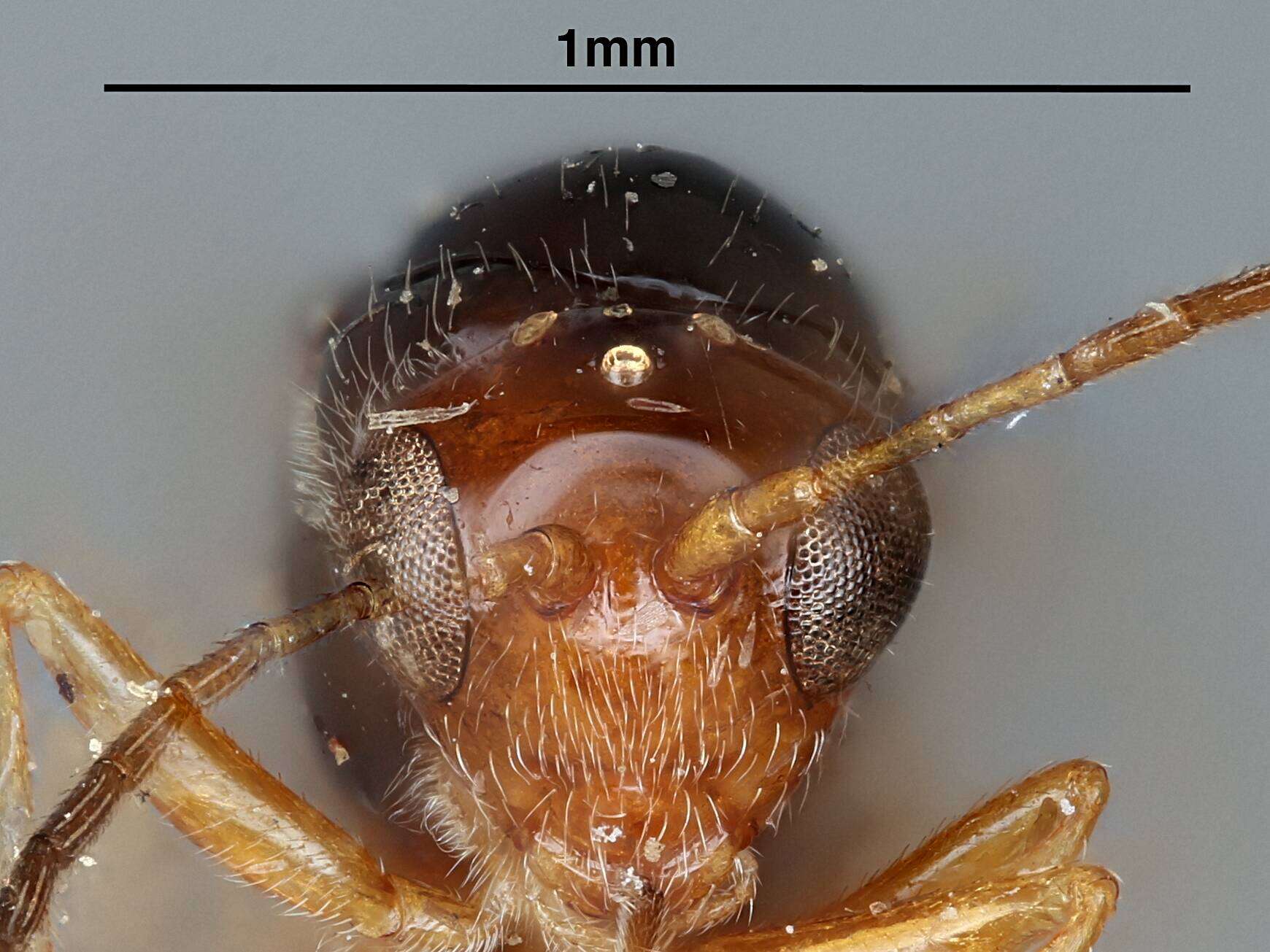 صورة Alloxysta Förster 1869