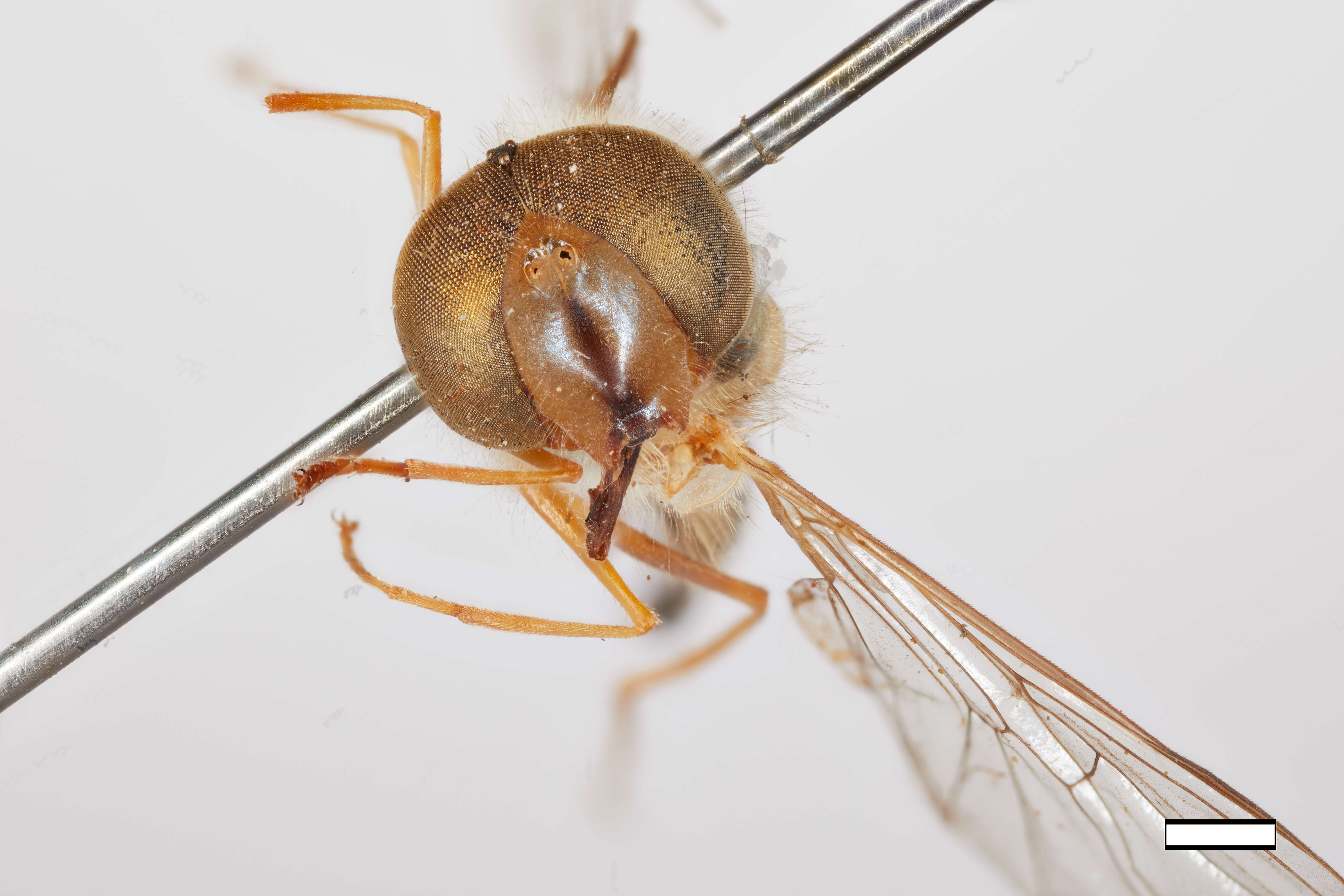 Image of Dasysyrphus pandu Ghorpade 1994