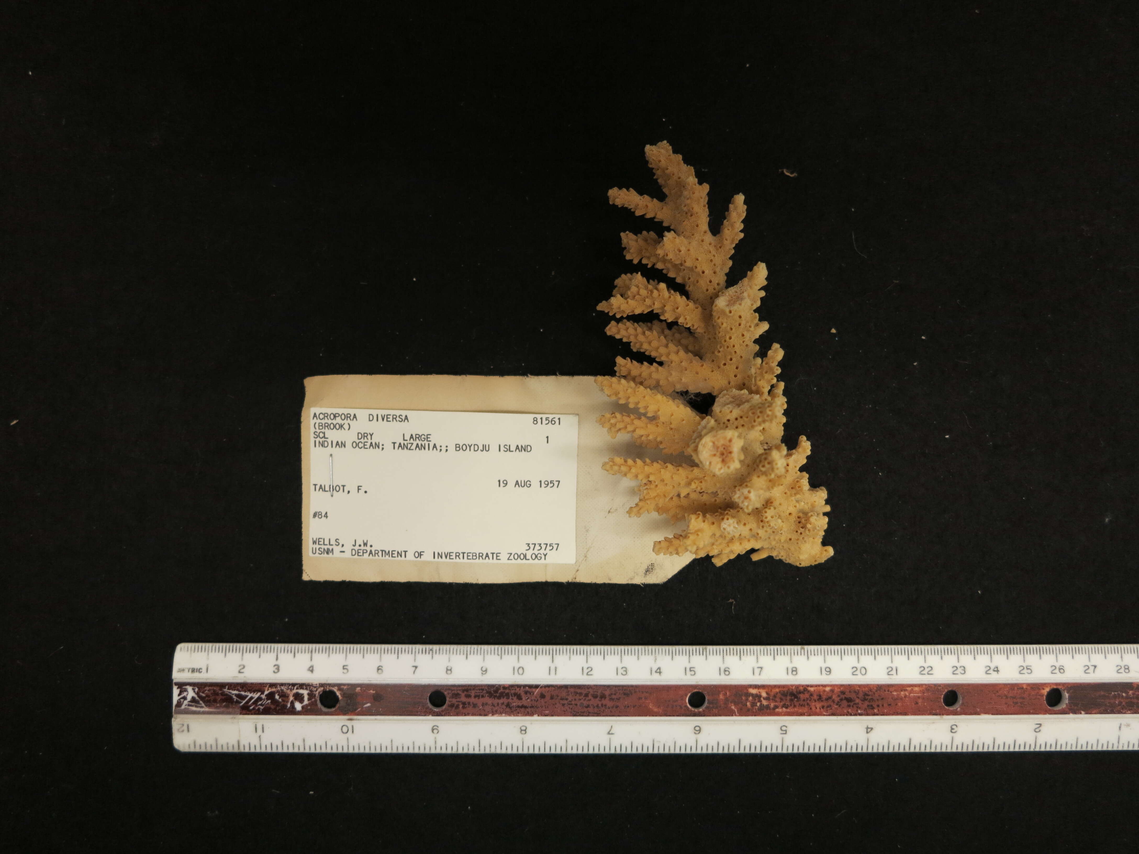 Image of Staghorn coral