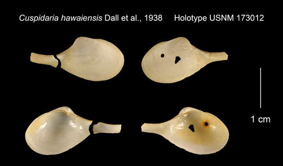 Image of Cuspidaria hawaiensis Dall, Bartsch & Rehder 1938