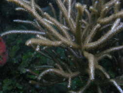 Image of delicate spiny sea rod