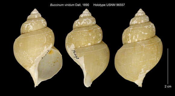 Image of Buccinum viridum Dall 1889