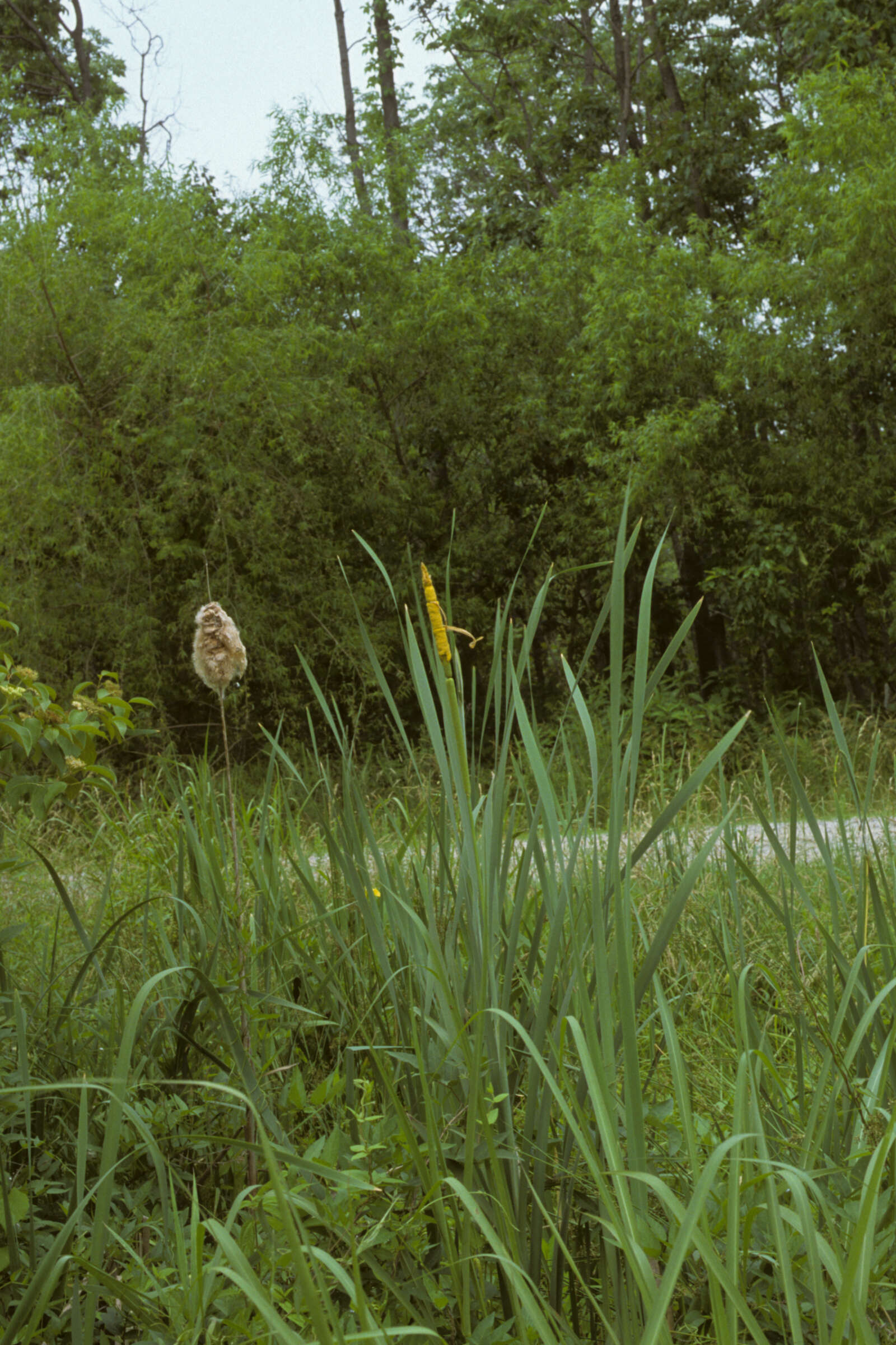 Image of Lesser Bulrush