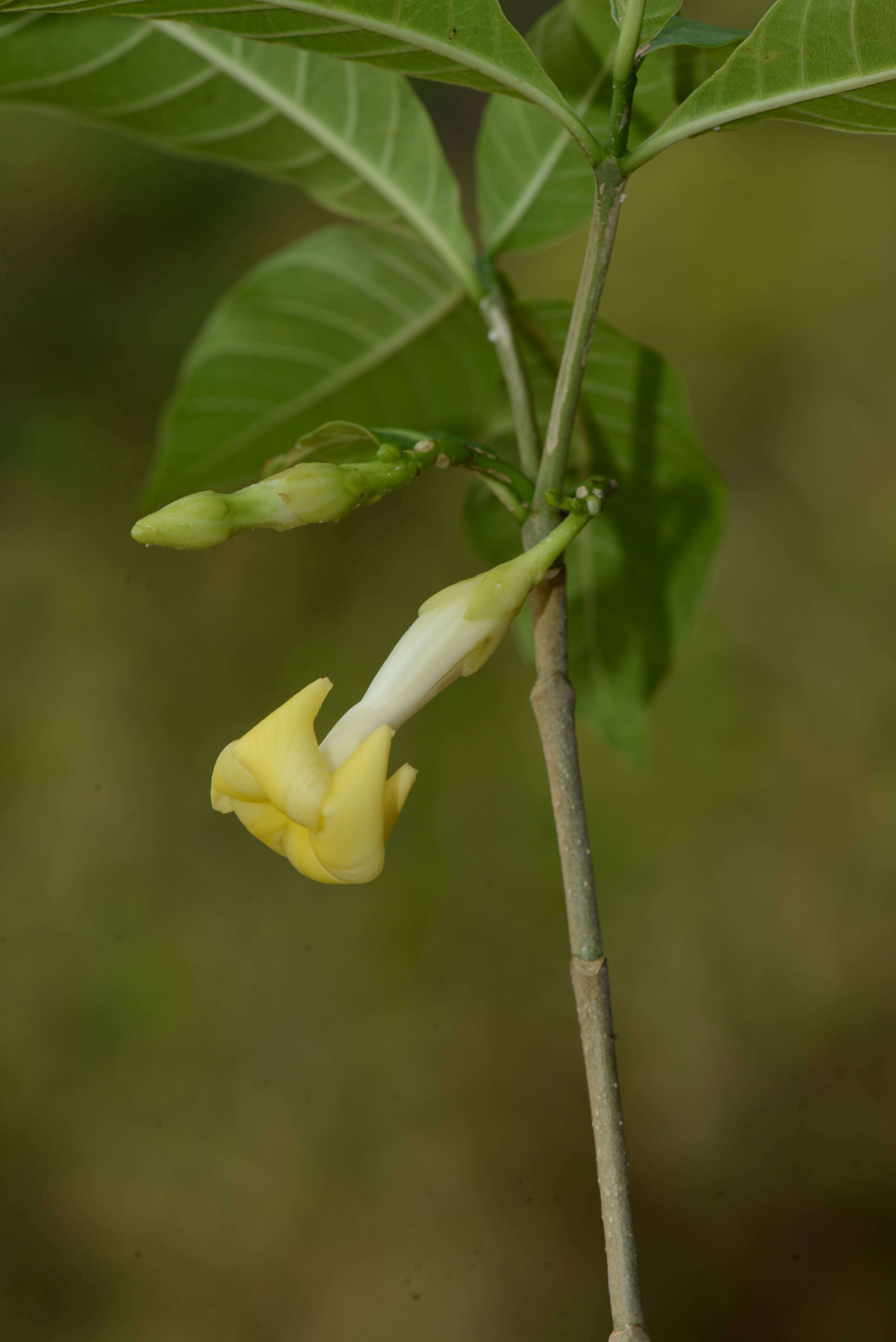 Слика од Tabernaemontana litoralis Kunth