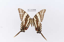 Image of Papilio marcus Fabricius 1787