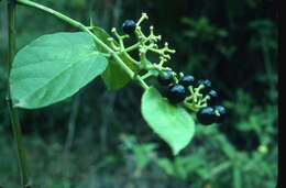 Cissus verticillata (L.) Nicolson & C. E. Jarvis resmi