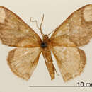 Image of Haemalea rotundata Schaus 1901