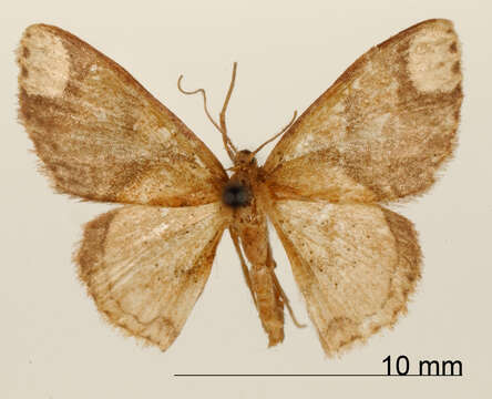 Image of Haemalea rotundata Schaus 1901