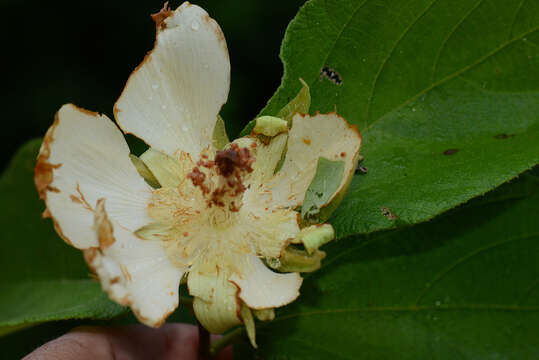 Image of Luehea candida (DC.) Mart.