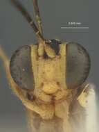 Image of Eiphosoma nigrovittatum Cresson 1865