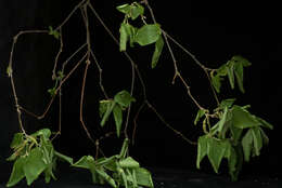 Imagem de Acalypha angustifolia Sw.