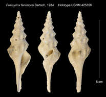 Image of Fusiturricula fenimorei (Bartsch 1934)