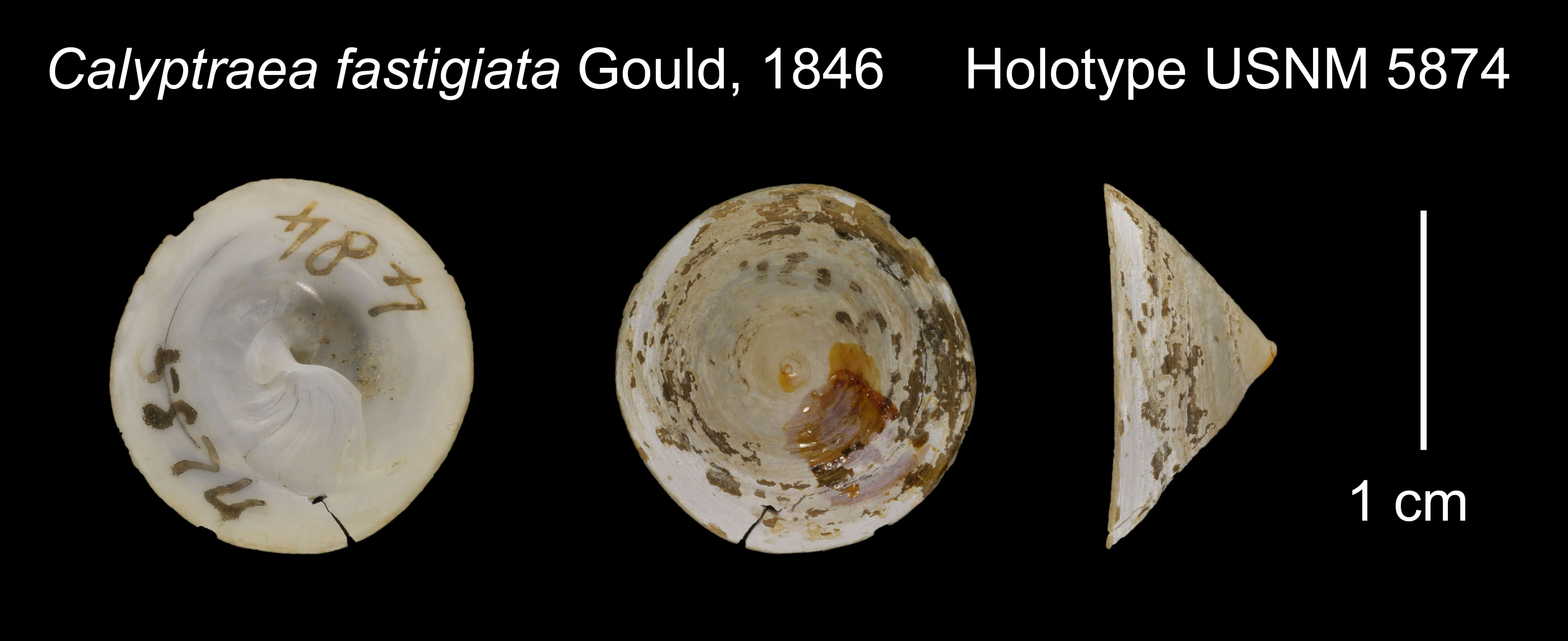 Image of Calyptraea fastigiata Gould 1846