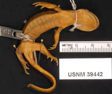 Image of Eastern Tiger Salamander