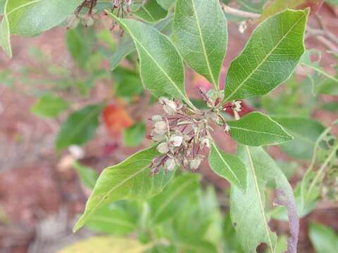 Image of Florida hopbush