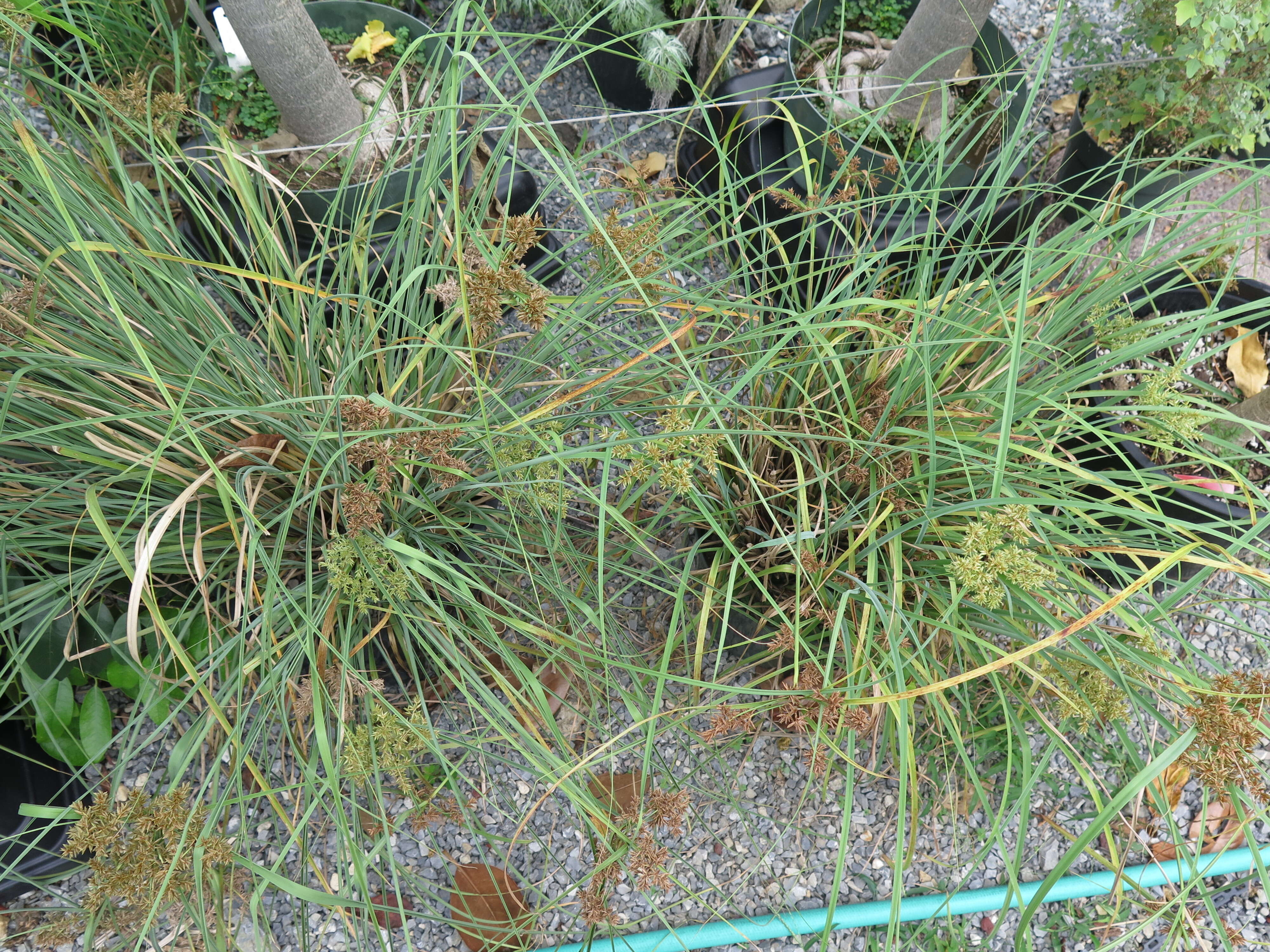 Слика од Cyperus javanicus Houtt.