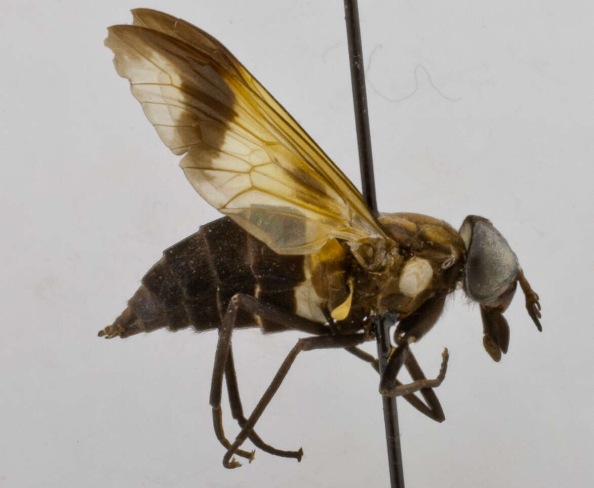 Image of Rhinomyza cincta Philip 1960