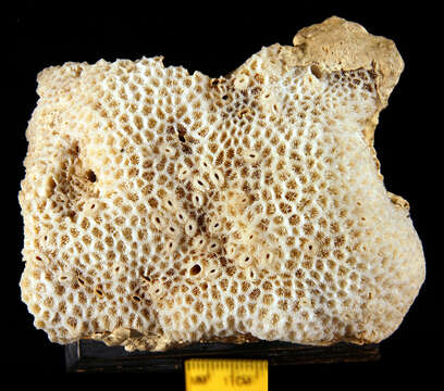 Image of lesser star coral