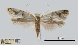 Imagem de Argyresthia oreasella Clemens 1860