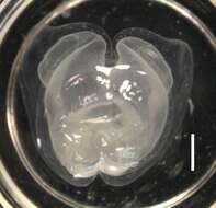 Image of Apolemia lanosa Siebert, Pugh, Haddock & Dunn 2013