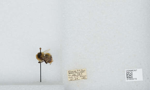 Image of Frigid Bumble Bee