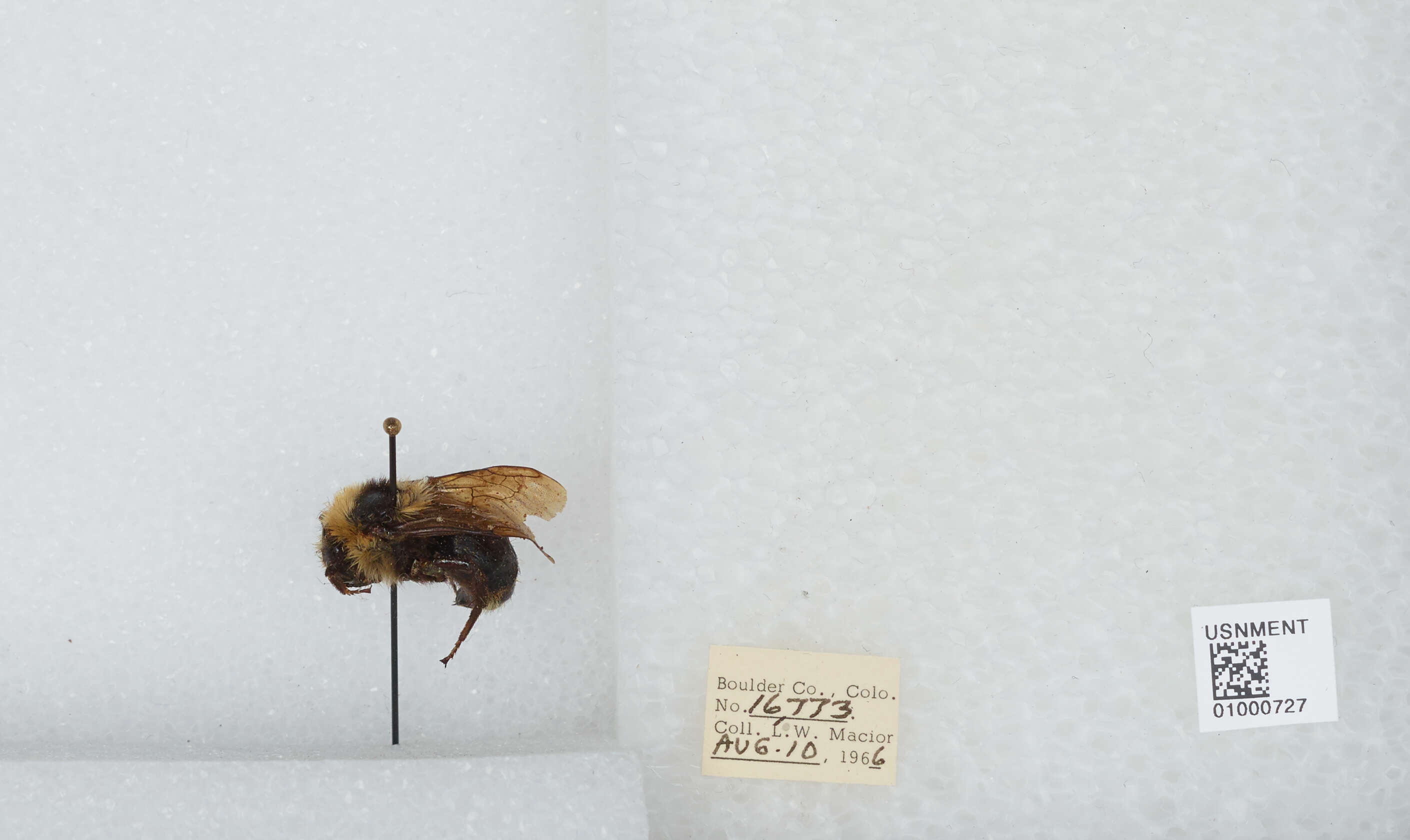 Image de Bombus insularis (Smith 1861)