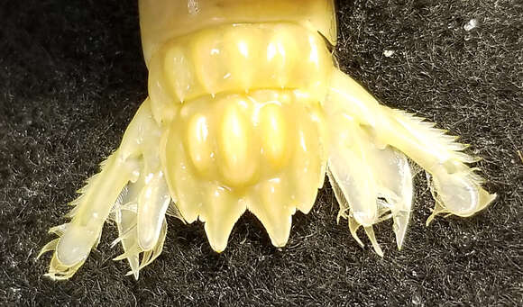 Image of <i>Gonodactylus botti</i>