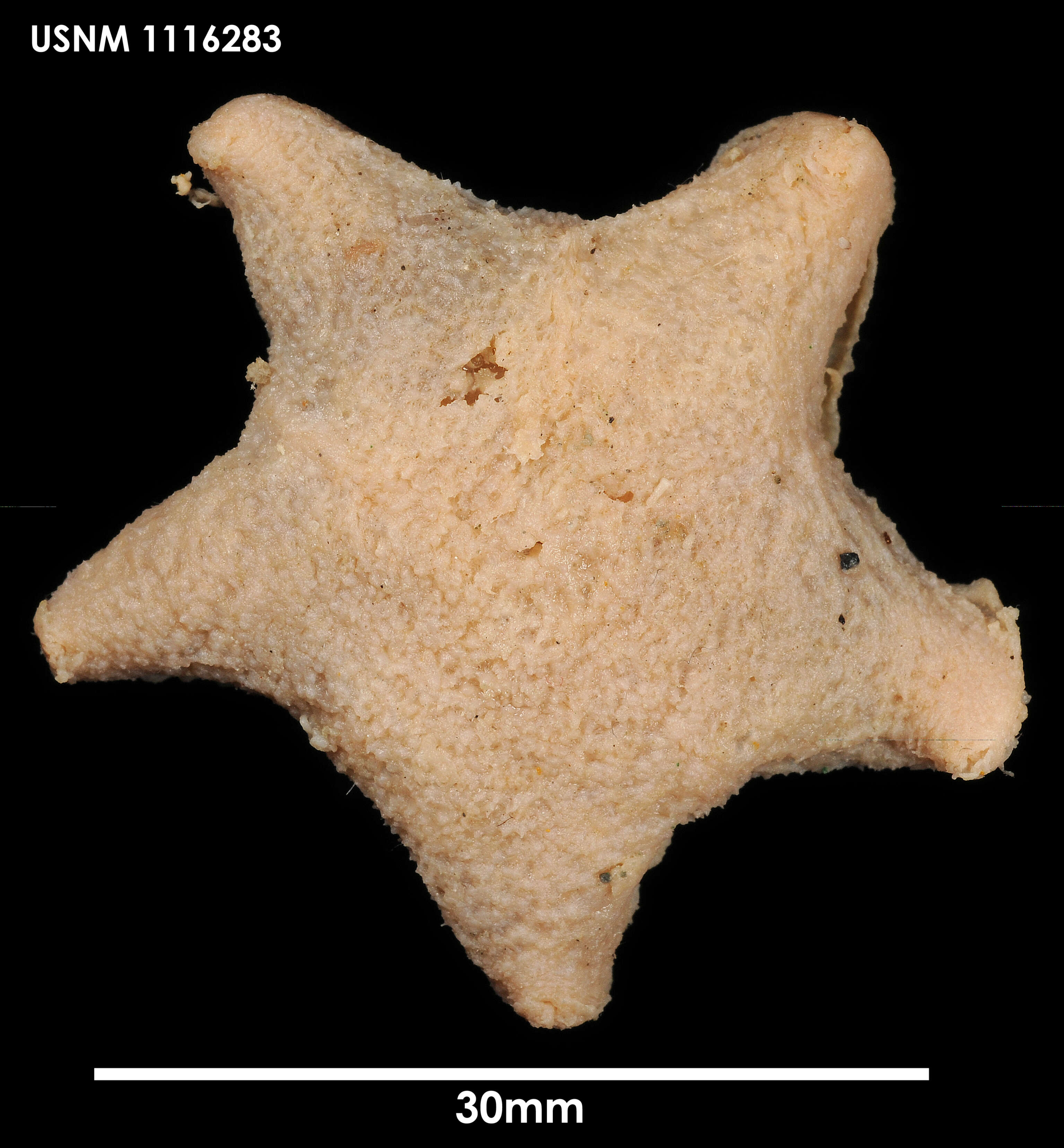 Pteraster rugatus Sladen 1882 resmi