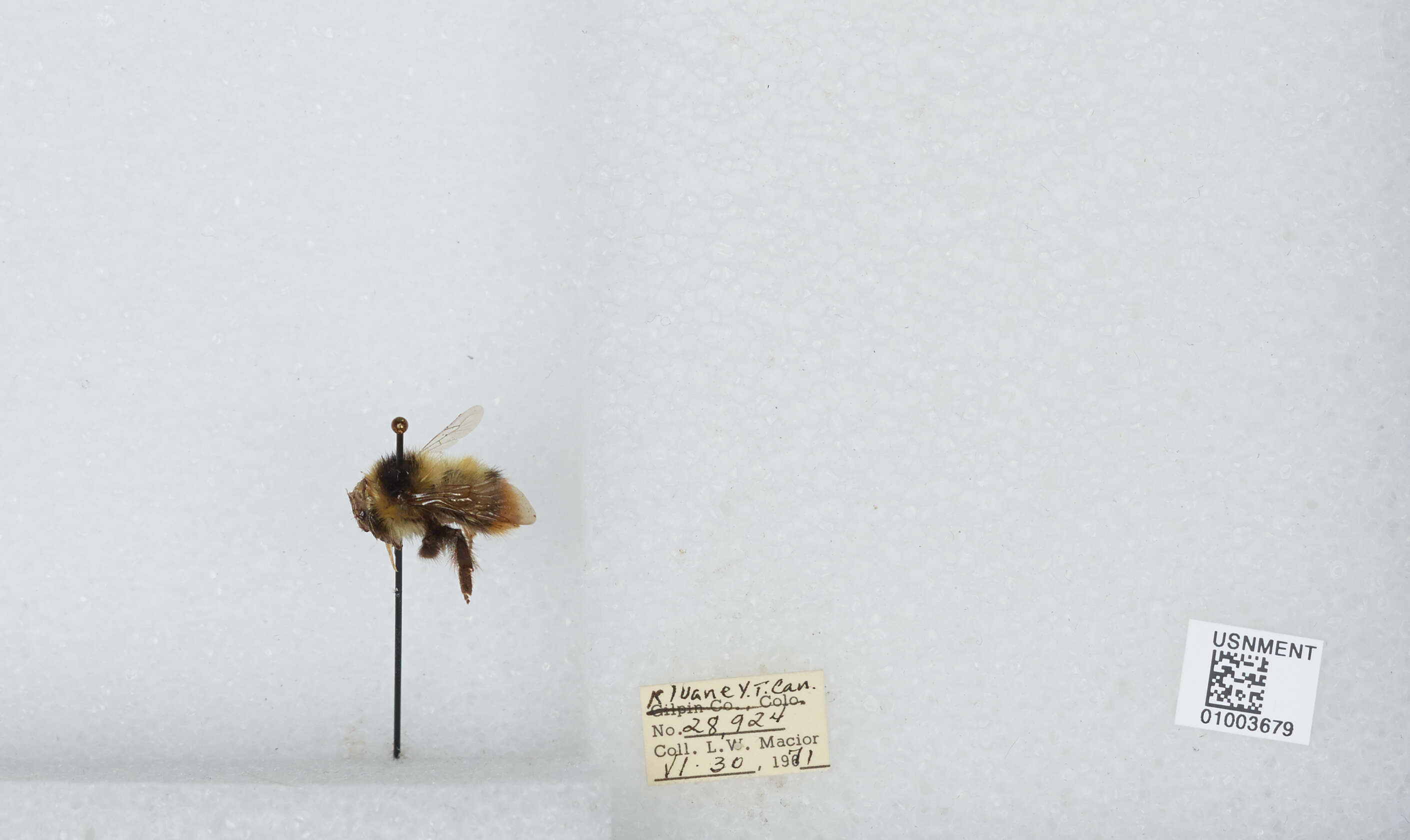 Image of Frigid Bumble Bee