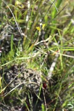 Image of southern bladderwort