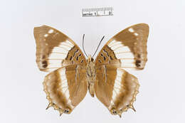 Image of Charaxes violetta Grose-Smith 1885