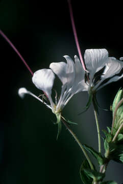 Image of Cleome spinosa Jacq.