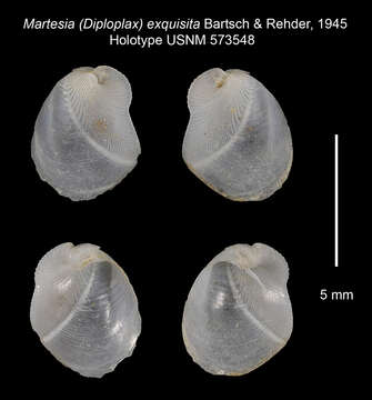 Image of Martesia exquisita Bartsch & Rehder 1945