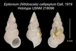 Image of Epitonium callipeplum Dall 1919