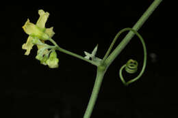 Image of Ibervillea hypoleuca (Standl.) C. Jeffrey