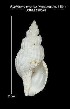 صورة Leufroyia erronea Monterosato 1884