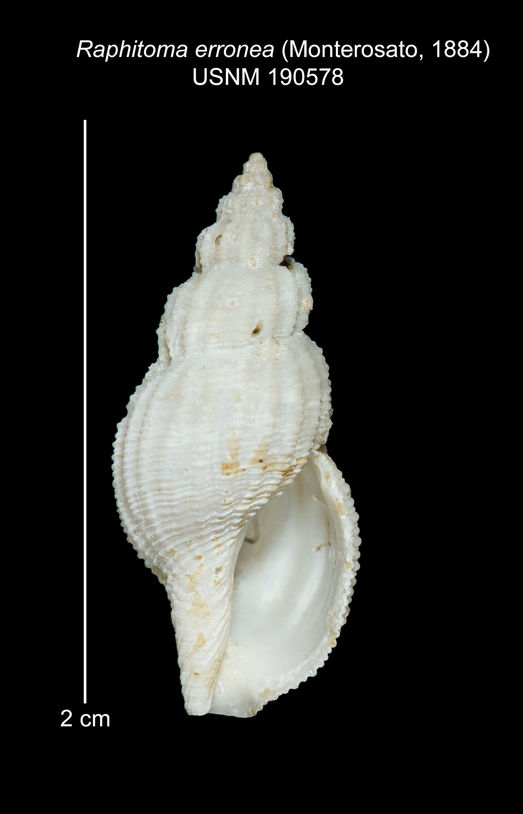 صورة Leufroyia erronea Monterosato 1884