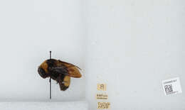 Bombus auricomus (Robertson 1903) resmi