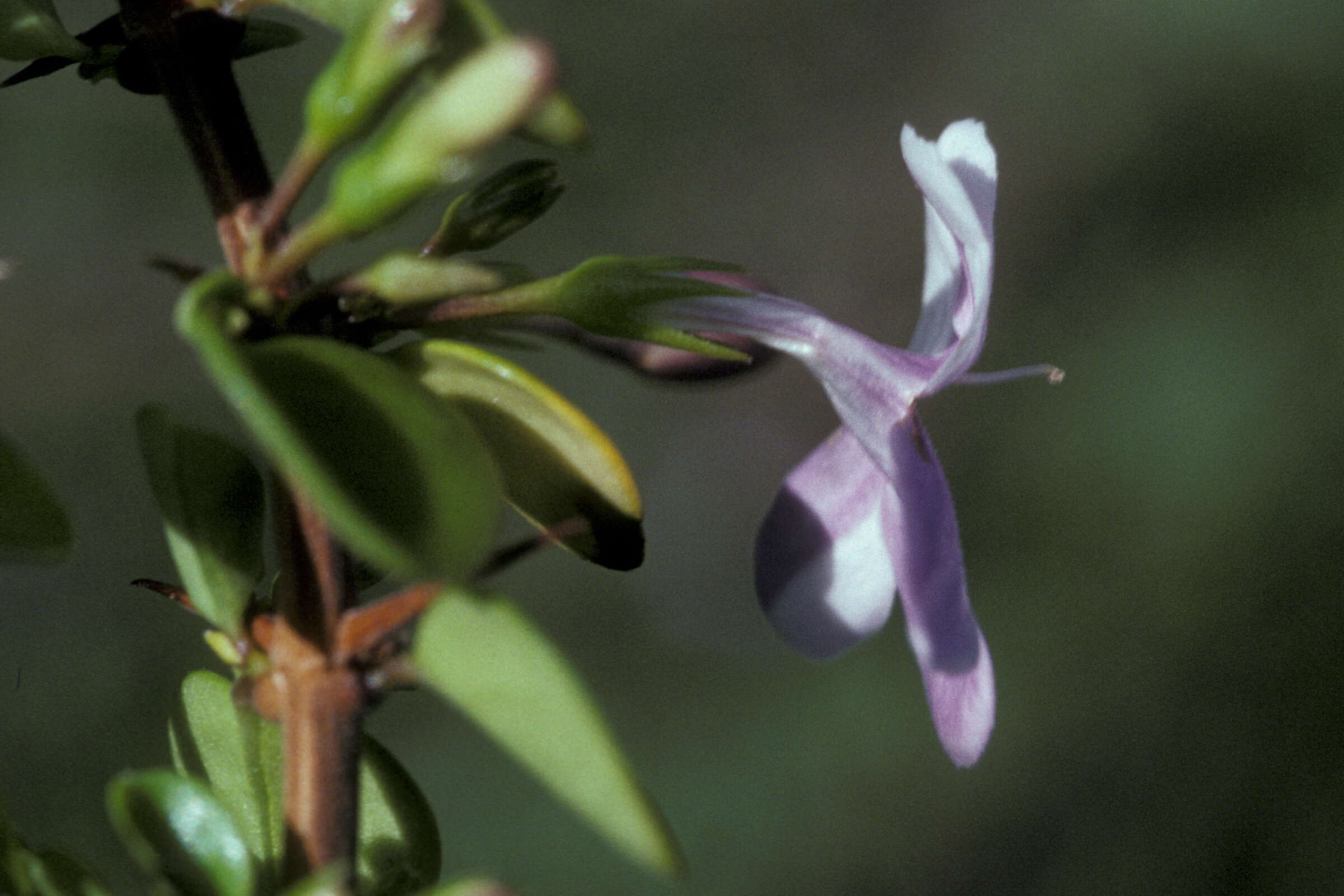 Image of pricklybush